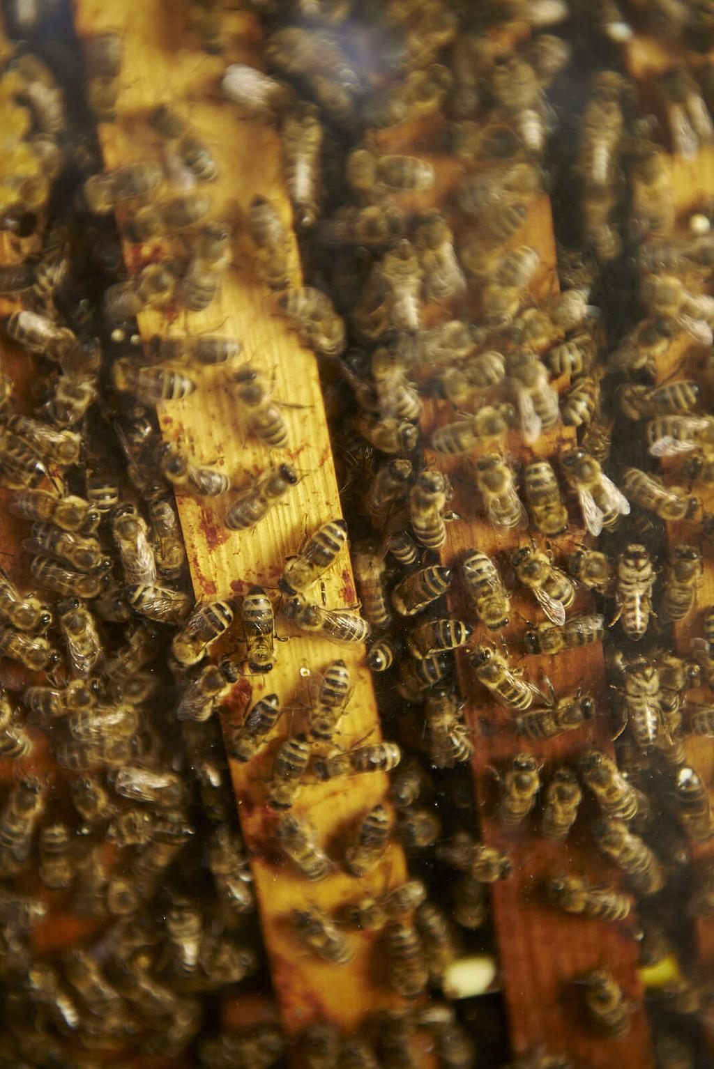 Sentiers Plaisir : A la découverte du monde des abeilles