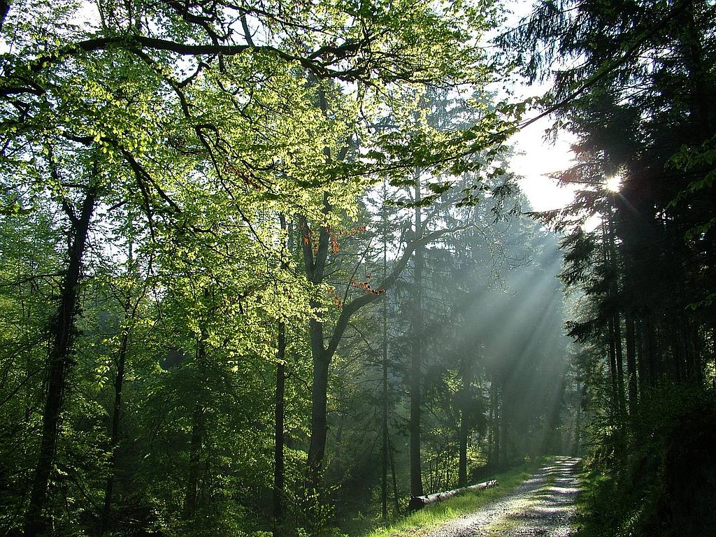 Sentiers Plaisir : L’itinéraire d’une forêt