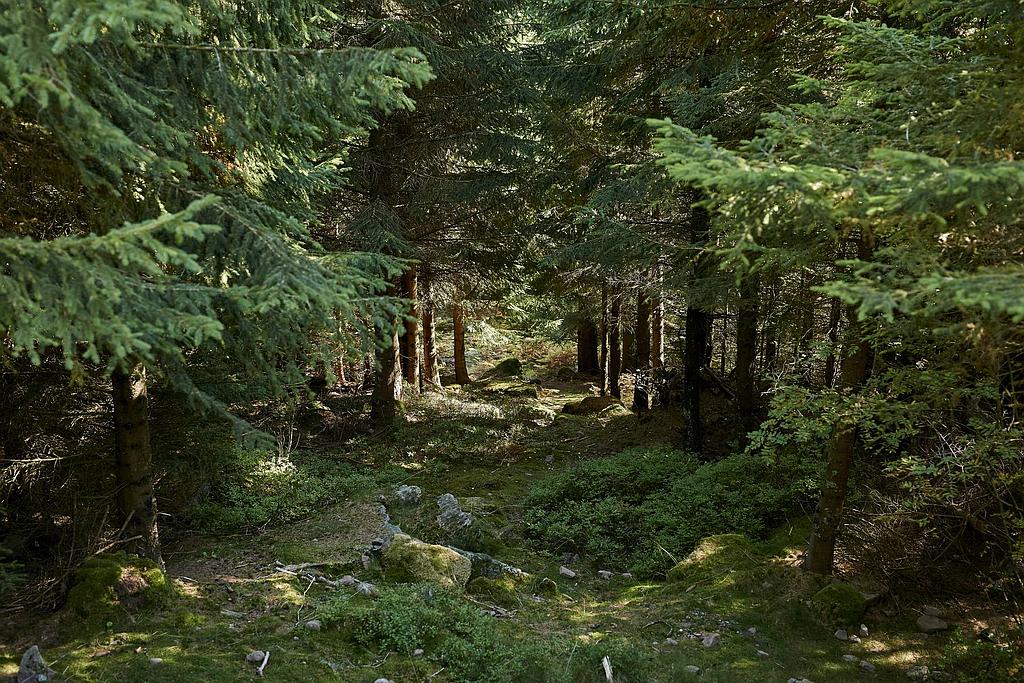 Sentiers Plaisir : Découverte des milieux naturels du site Natura 2000 du Donon